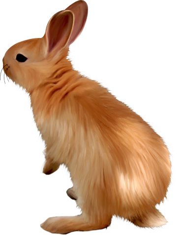 Rabbit.png