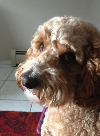 Dog Trainer in Burnaby Dog-Trainer-in-Burnaby