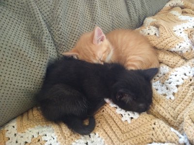 Sleepy Kittens