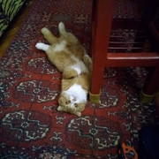 IMG-20211128-071345