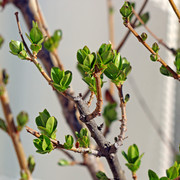 IMG-6986