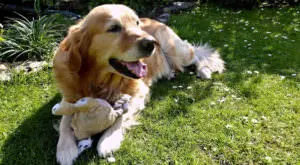Enhancing Your Golden Retriever's Coat Health: A Simple Approach