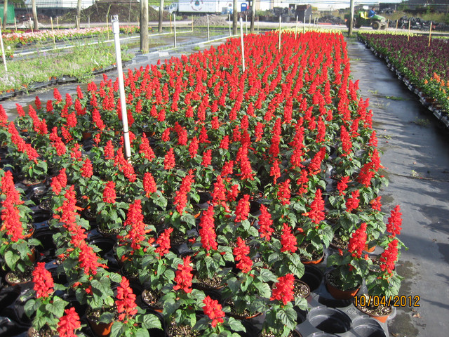 Brad's Bedding Plants
