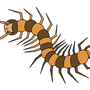 Centipede