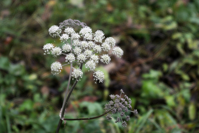 DSC7678.jpg