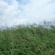 P1330183