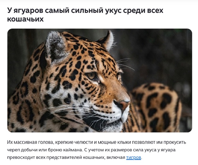 https://i.ibb.co/vx09TTb8/IMG-0490.jpg