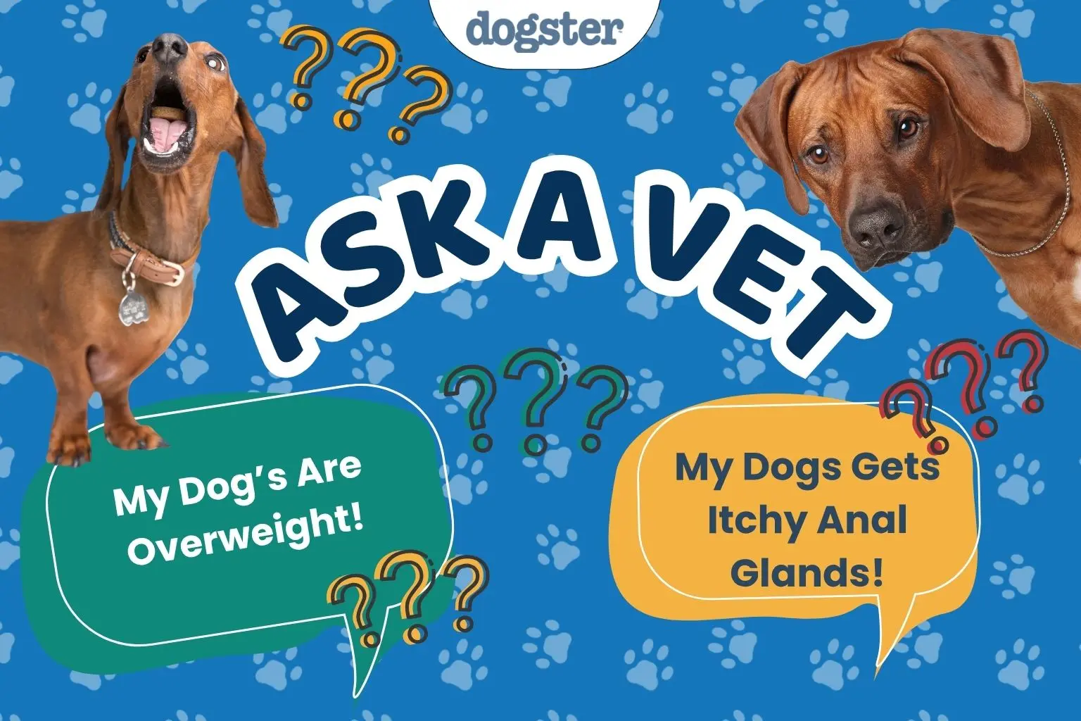 Expert Guidance on Managing Overweight Dogs