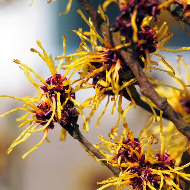 witch hazel.png