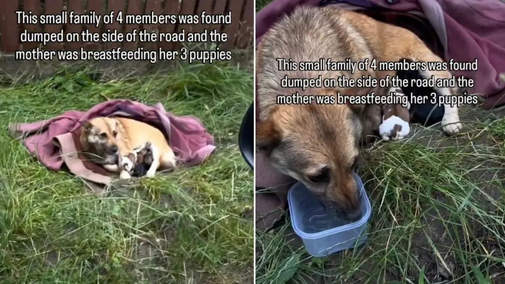 Mama Dog and Babies Rescued After Being Dumped Outside