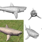 Shark