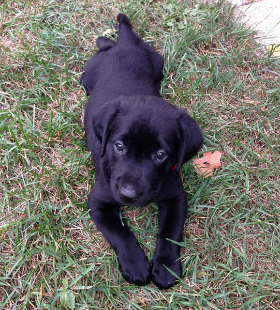 ella