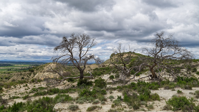 Vielles Branches.jpg
