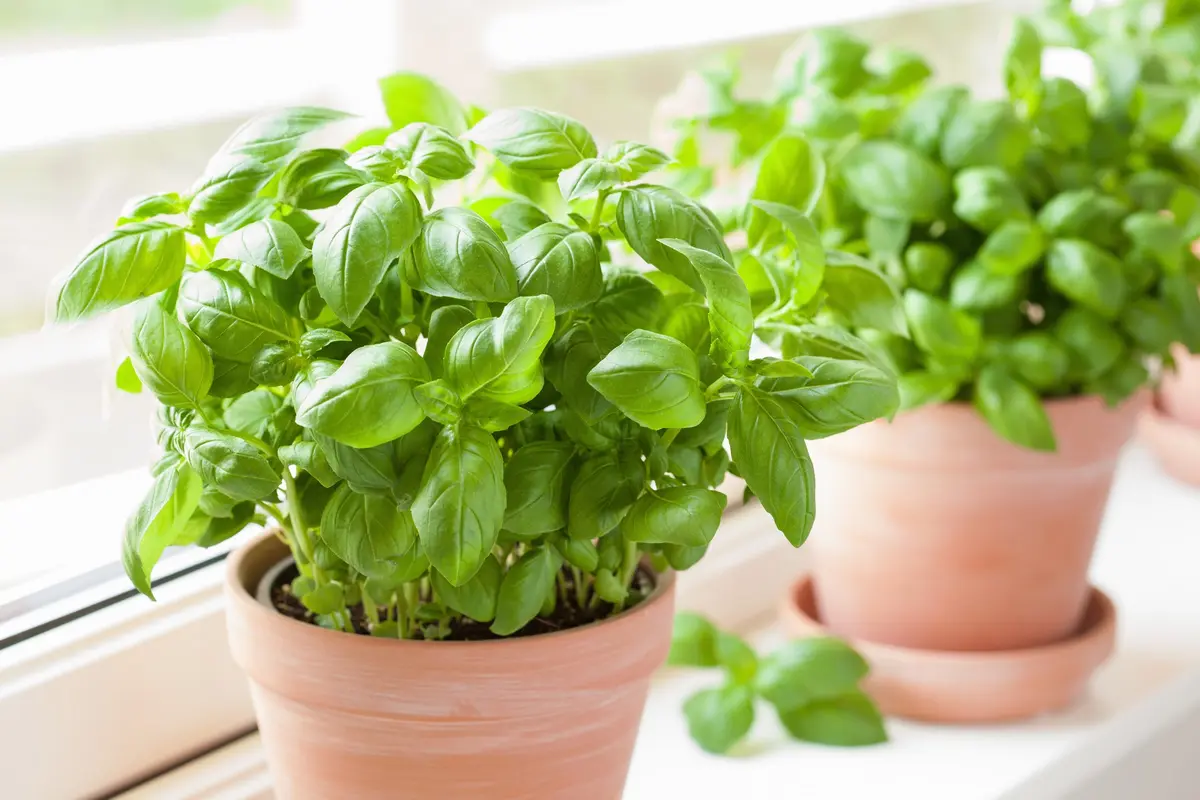 Secrete de îngrijire a plantelor de bazin pentru o recoltă lungă de vară