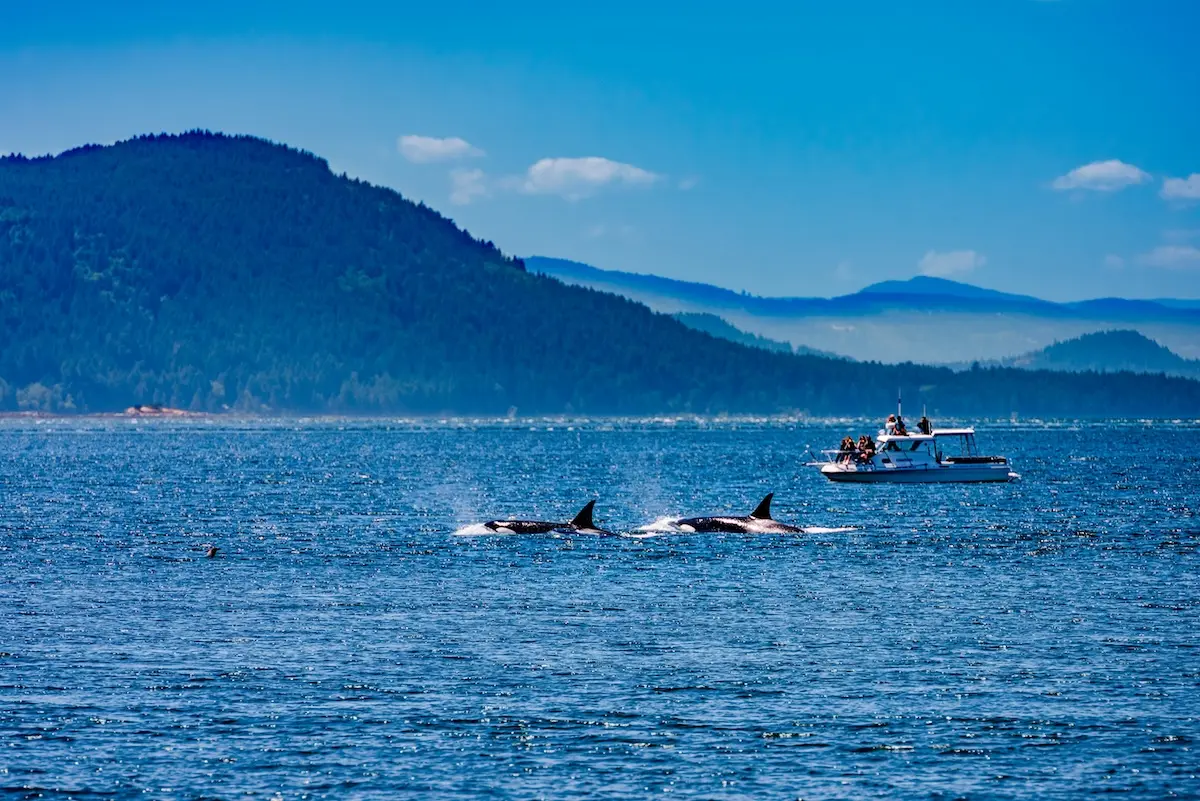 Hidden Gem Off Seattle's Coast