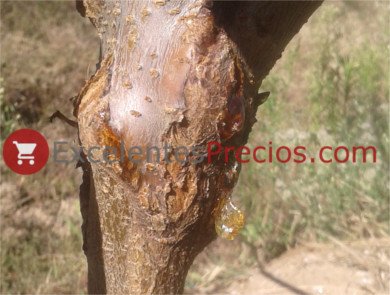 Pseudomonas syringae (Bacterial Canker)