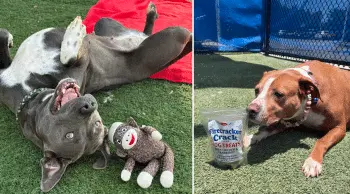 Community Effort Provides Brighter Summer for Shelter Dogs