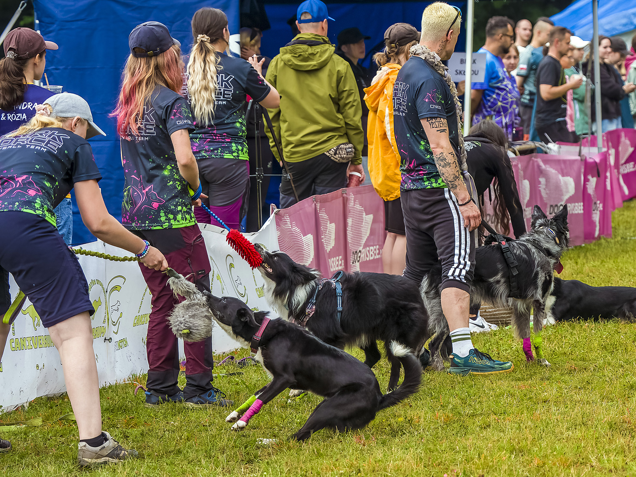 Dark Force Flyball Team