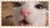 cat crunch