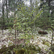 IMG 4810