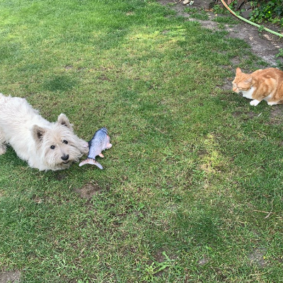 Dog product customer review