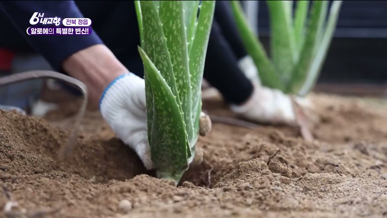 6시내고향 전북정읍 알로에국수 추가 캡처 1