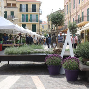 aromatica (14)