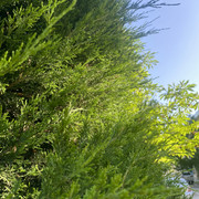 IMG 0386