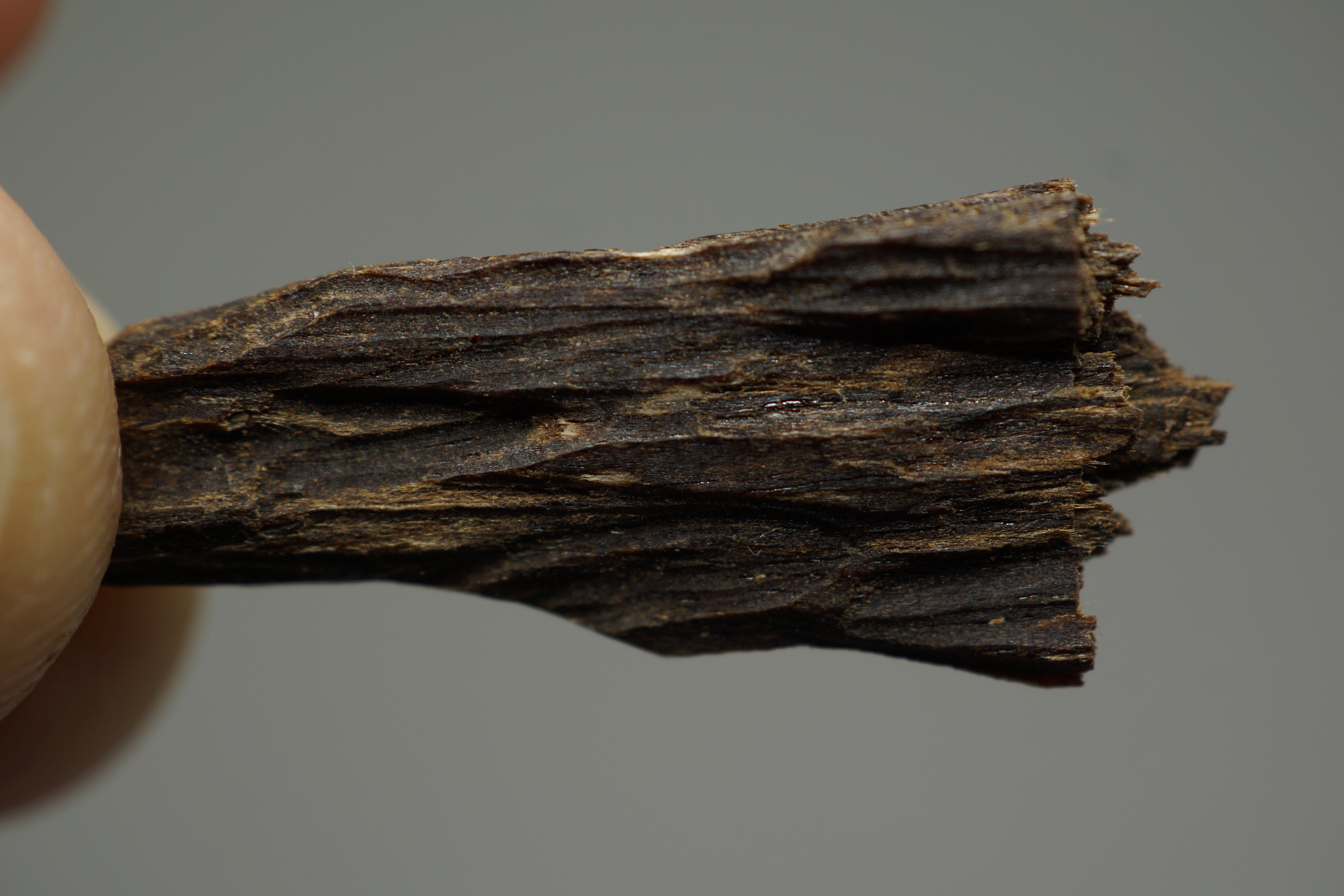 [Ouddict.com] Oud Photos