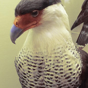 Caracara