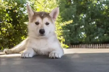 New Husky Puppy? Here's What You Need