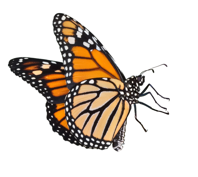 butterfly tr