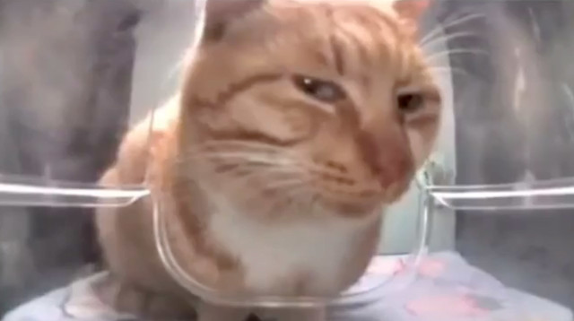side-eye-cat.jpg