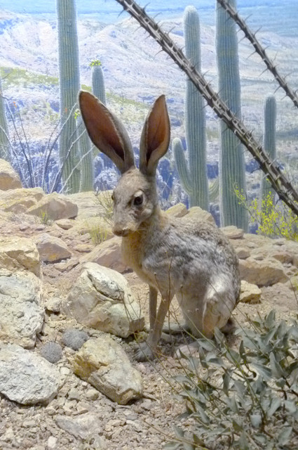 European Hare.jpg