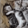 https://i.ibb.co/w6h5Cvm/031.gif