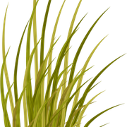 Grass2