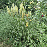 cortaderia