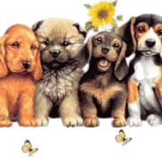 chienspapillons8ft