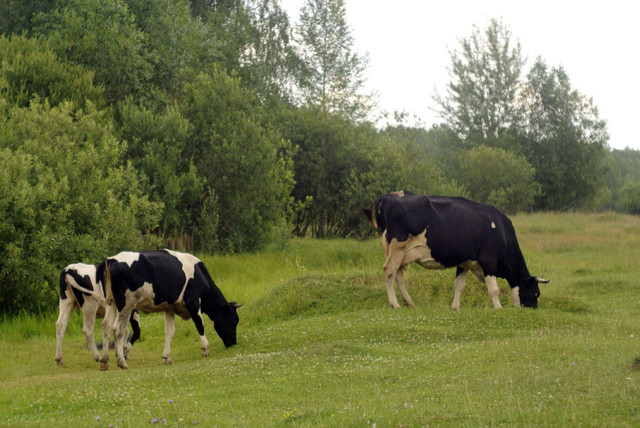 DSC5443-result.jpg