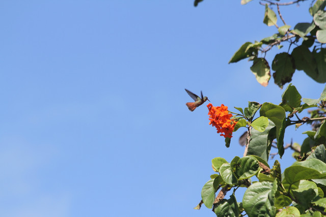 Hummingbird