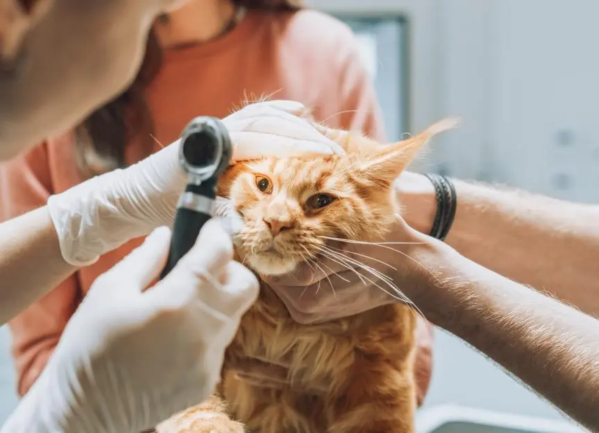 Cat Eye Tumors: Understanding the Signs and Options
