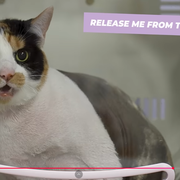 certifiedchonk