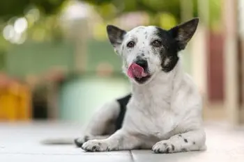 Boost Your Dog's Health with Krill Supplements