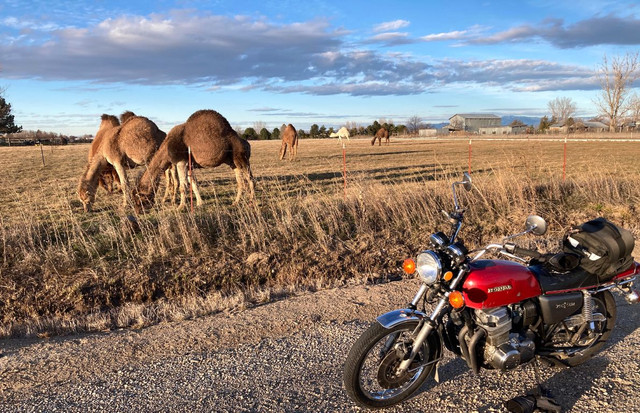 camels 2.jpg