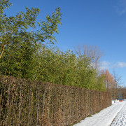 DSC09804