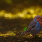 IMGP8992 2