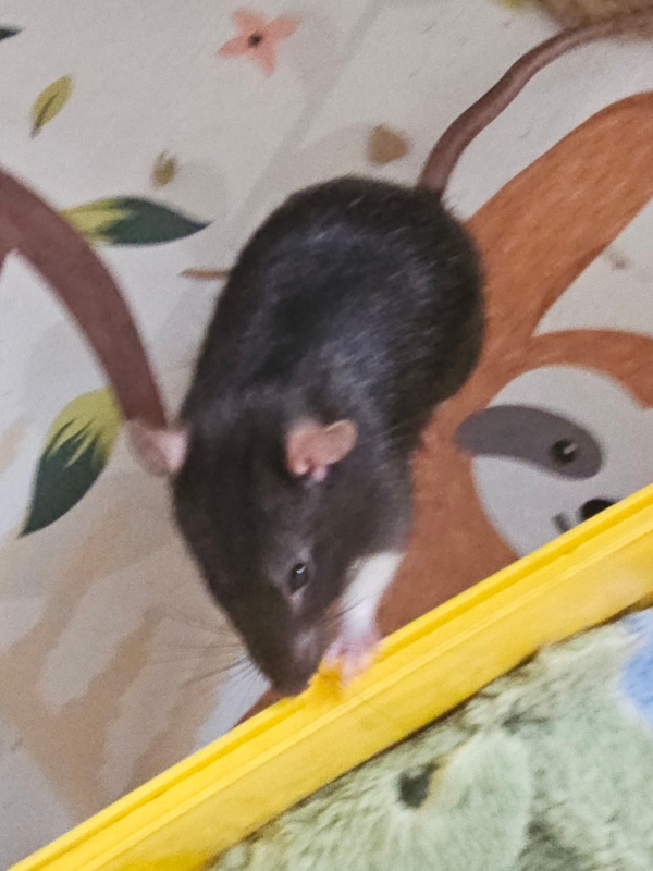 Mochi