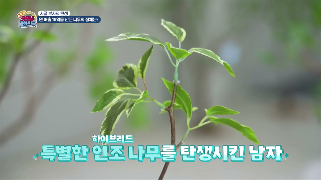 굿모닝대한민국 고양 인조나무 캡처