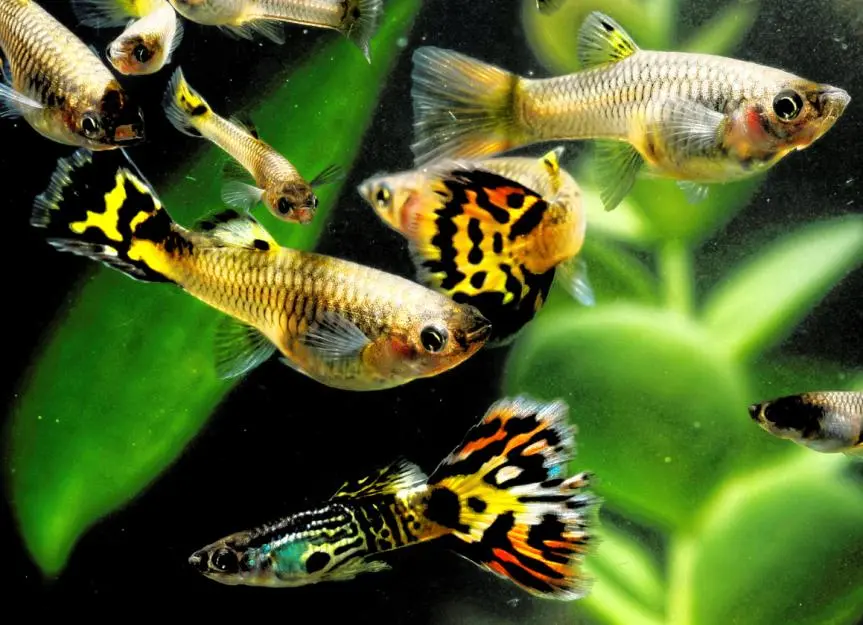 Best Beginner Fish for Your Home Aquarium