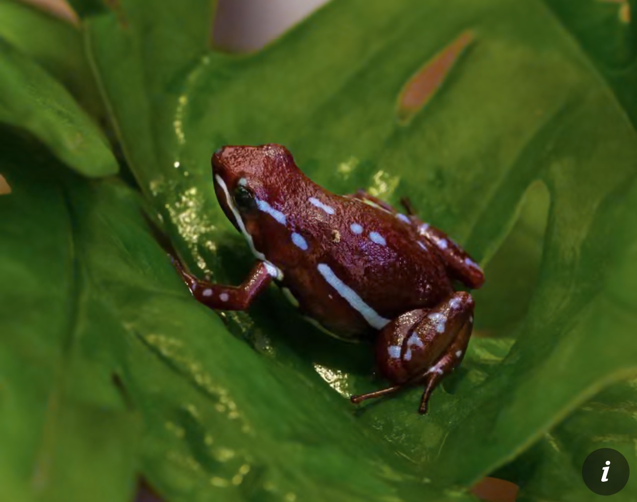 What is dart frog toxin, which is said to have been used to kill Alexei Navalny?